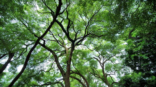 夏天阳光香樟树大树荫树林