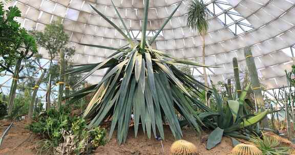 温室现代植物园阳光下美丽的热带沙生植物