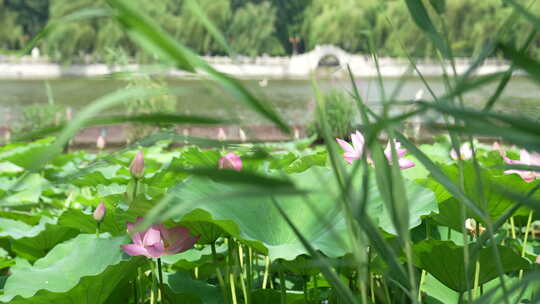 济南大明湖风景名胜区夏季风光