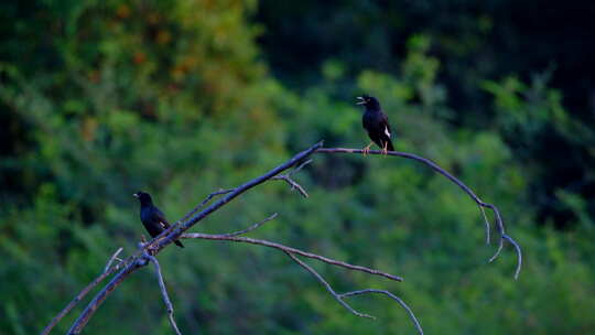 一群八哥站在树枝上 野生小鸟