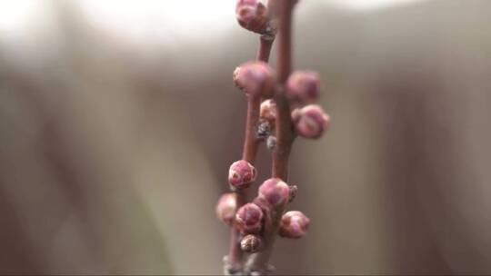 带有粉红色花蕾的杏树枝