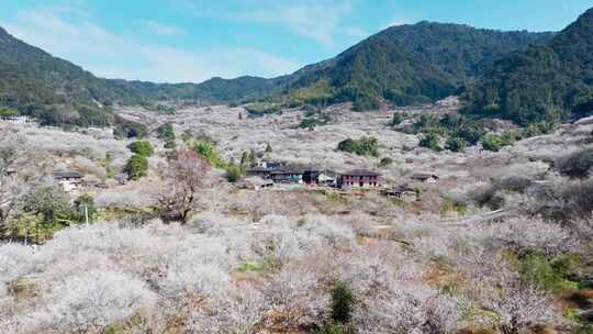 福州永泰青梅花航拍（葛岭万石村）8