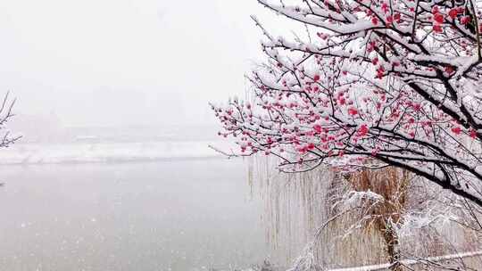 雪中梅花