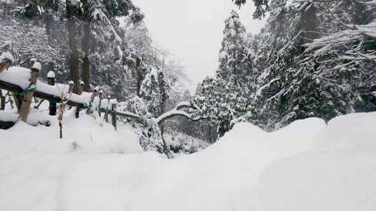 冬雪森林治愈系风景