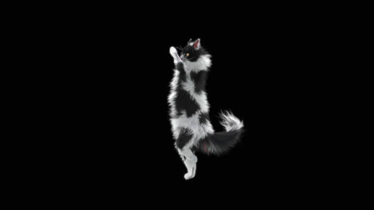 猫跳舞背景视频
