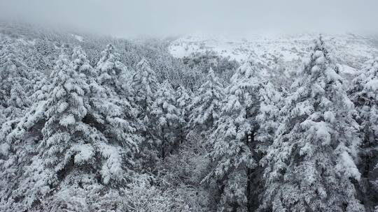 航拍湖北神农架冬季冬天冰雪雪松雪景