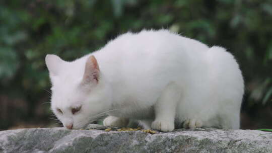 喂食流浪猫白猫吃猫粮视频素材模板下载