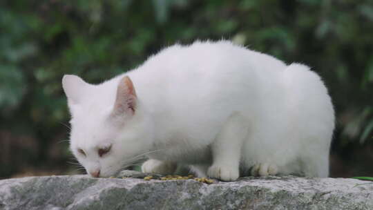 喂食流浪猫白猫吃猫粮