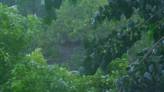 城市下暴雨下雨天雨水雨滴植物树叶子树木雨