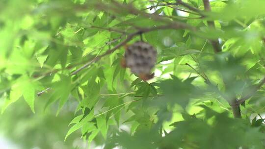 特写·隐藏在绿树中的蜜蜂和蜂巢