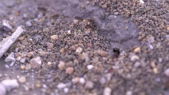 昆虫   蚂蚁 力量 自然  昆虫  蚂蚁打洞
