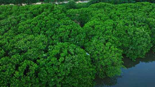 广东红树林湿地 海边红树林 候鸟栖息地航拍