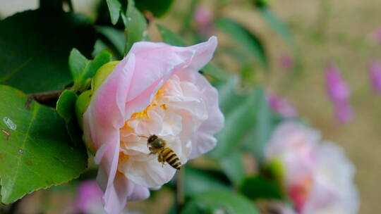 花园蜜蜂飞舞采蜜 山茶花 中华野山蜂视频素材模板下载