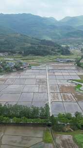 竖版航拍水田农业种植农田