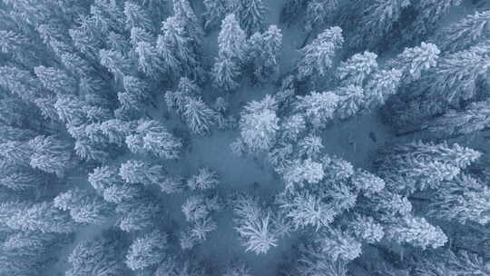 暴雪娱乐天气与大雪查看无人机在积雪覆盖的