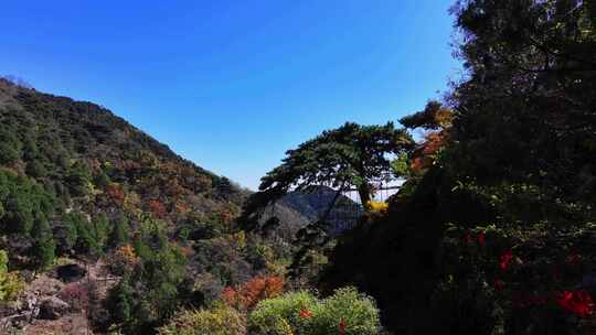 泰山迎客松