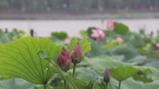 济南夏季大明湖，雨中荷花盛开娇艳醉人