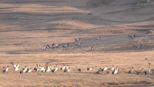 4K拍摄 云南大山包黑颈鹤飞翔视频素材模板下载