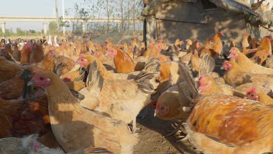 农村养鸡厂散养鸡鸭鹅家禽高清在线视频素材下载