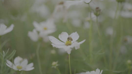 蜜蜂在白色花朵上采蜜的自然景象