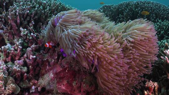 海底的小丑鱼和珊瑚景观视频素材模板下载