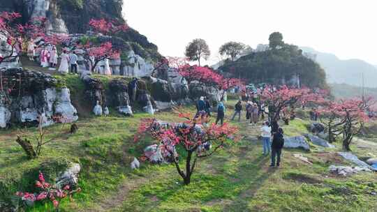 桃花树桃花林桃花山