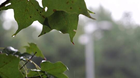 小雨淅淅沥沥