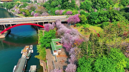 航拍柳州城市建筑春季紫荆花