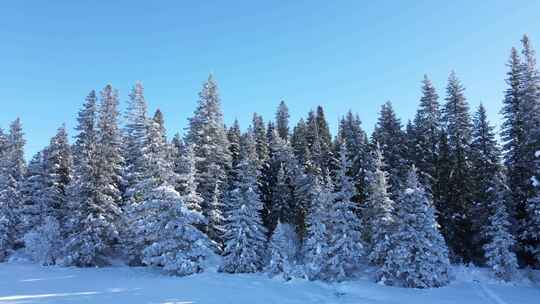 新疆喀纳斯雪景-雾凇树林左行