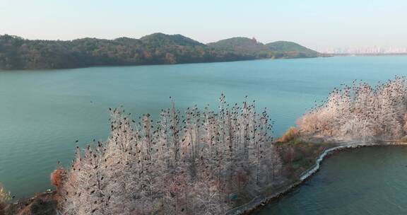 湖北武汉东湖落雁风景区秋季风光