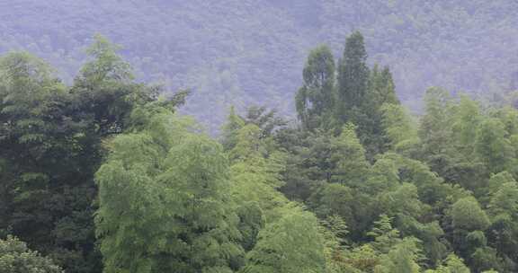 摇曳的高山竹海竹林特写