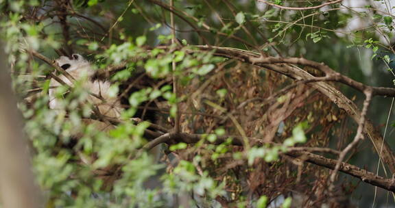 吊在树枝上玩耍的国宝大熊猫