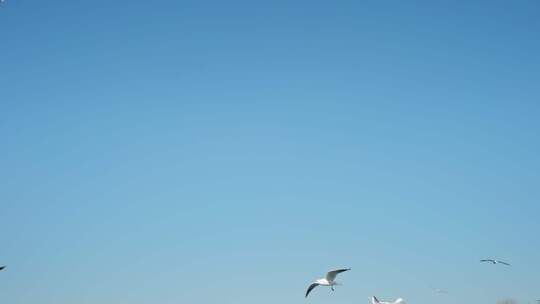 红嘴鸥海埂海鸥候鸟