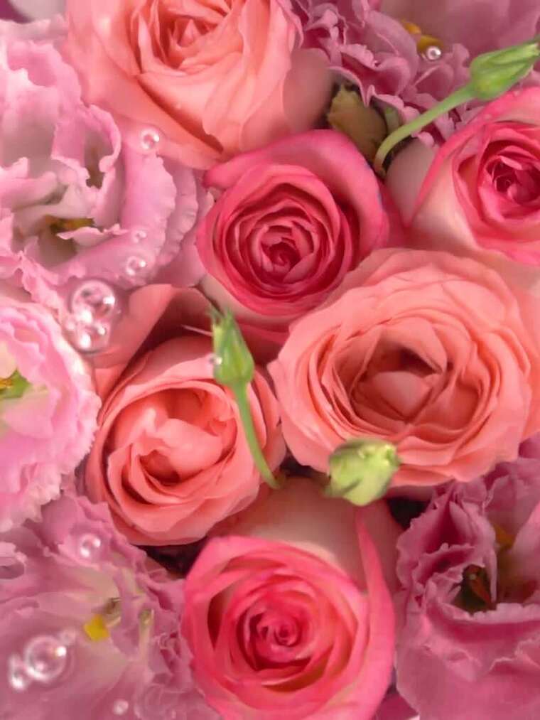 水中玫瑰花朵合集竖屏1080P