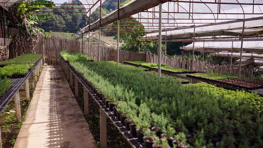 装满小盆植物的温室桌子