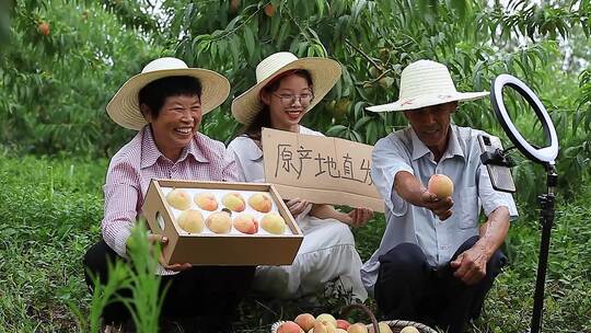 水蜜桃产地 水蜜桃 成熟 阳山水蜜桃