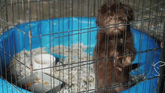 一只小狗被关在笼子里视频素材模板下载