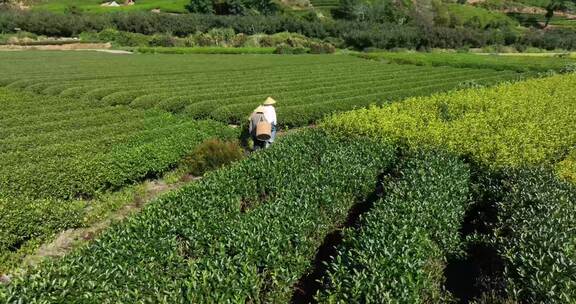 茶叶茶园武夷山茶庄大自然茶园