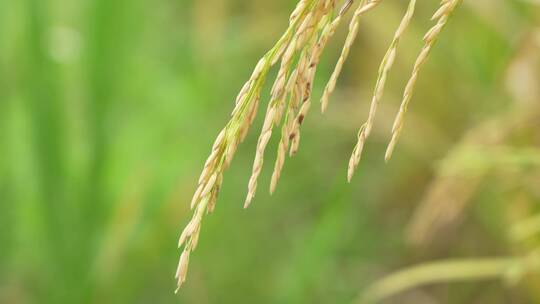 成熟的稻穗实拍视频素材模板下载