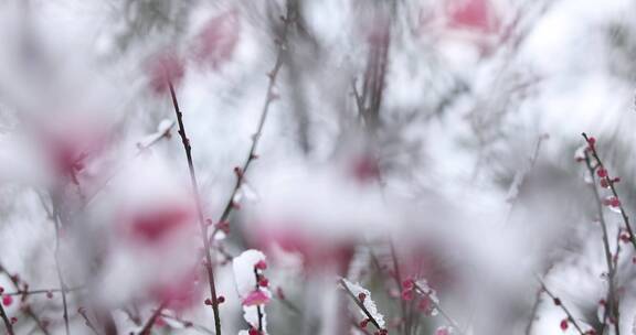 下雪雪中红梅唯美空镜合集