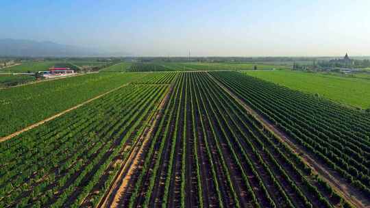 葡萄种植基地葡萄酒-生态农业大地平原