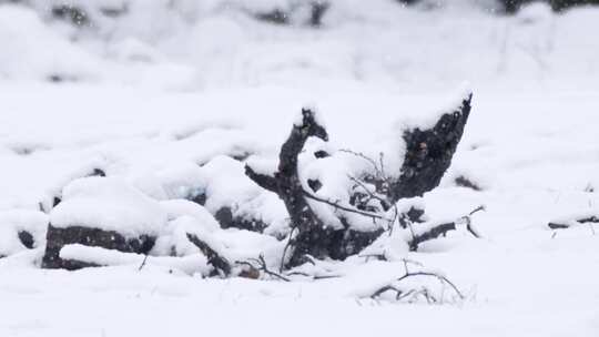 雪，冬天，秋天，暴雪娱乐