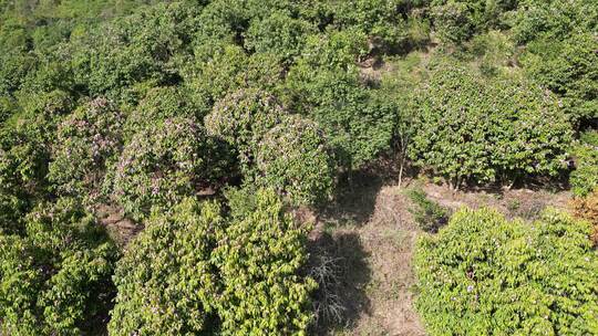 农业种植满山遍野野生山茶花盛开航拍