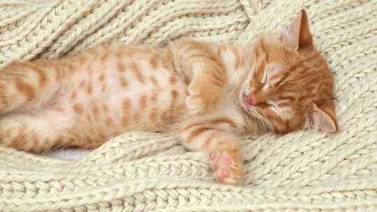 红姜小猫睡在奶油色针织围巾上可爱的猫在家