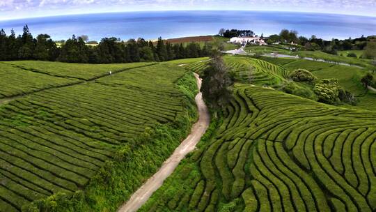 茶园茶叶采茶茶文化茶山高山