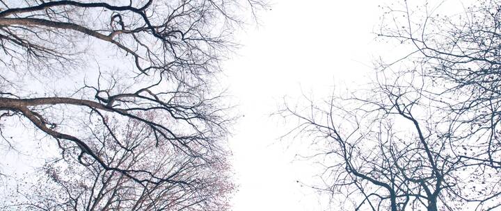 冬季树木树枝