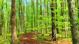 森林树林光影绿色户外景观高清在线视频素材下载