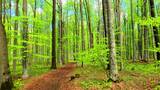 森林树林光影绿色户外景观高清在线视频素材下载