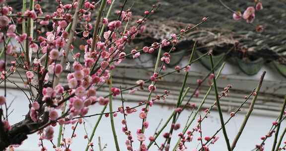 唯美园林梅花盛开古建筑意境