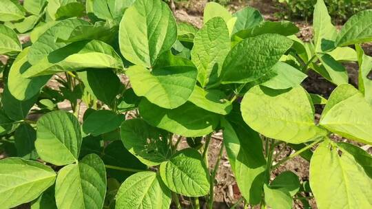 大豆植物叶子